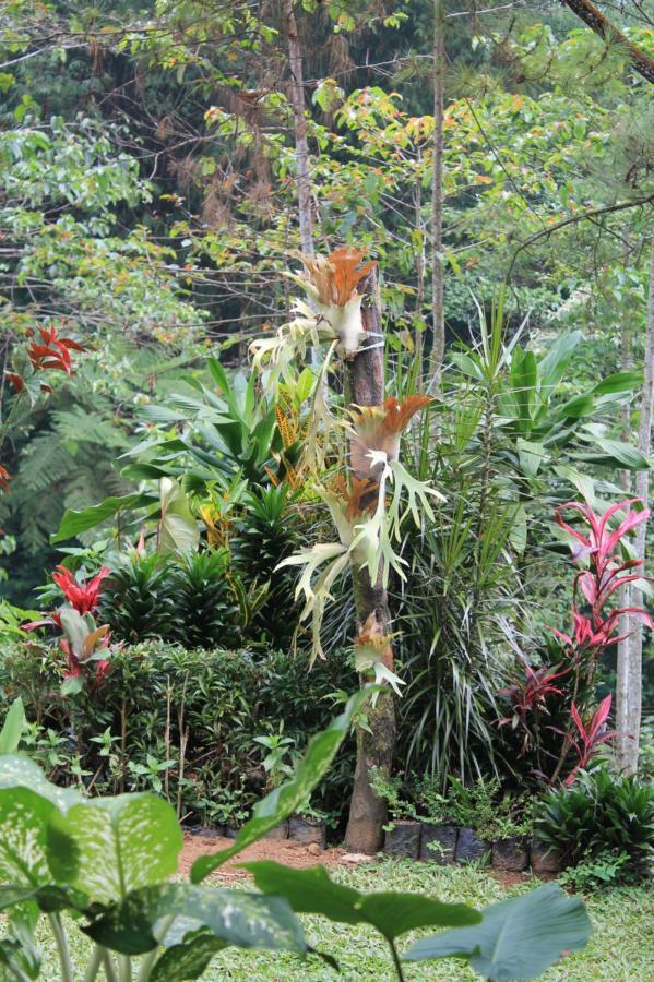 The Forest Villa Bogor Kültér fotó